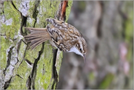 <p>ŠOUPÁLEK DLOUHOPRSTÝ (Certhia familiaris) Rychnov u Jbc.n.N. /Eurasian treecreeper - Waldbaumläufer/
</p>